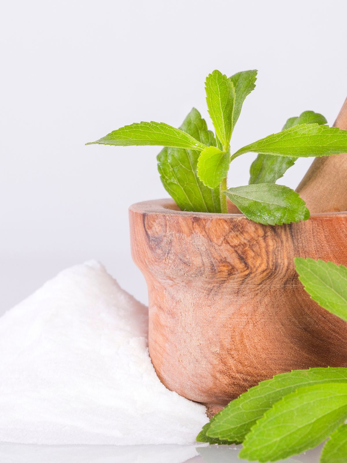 stevia plant with powdered stevia.