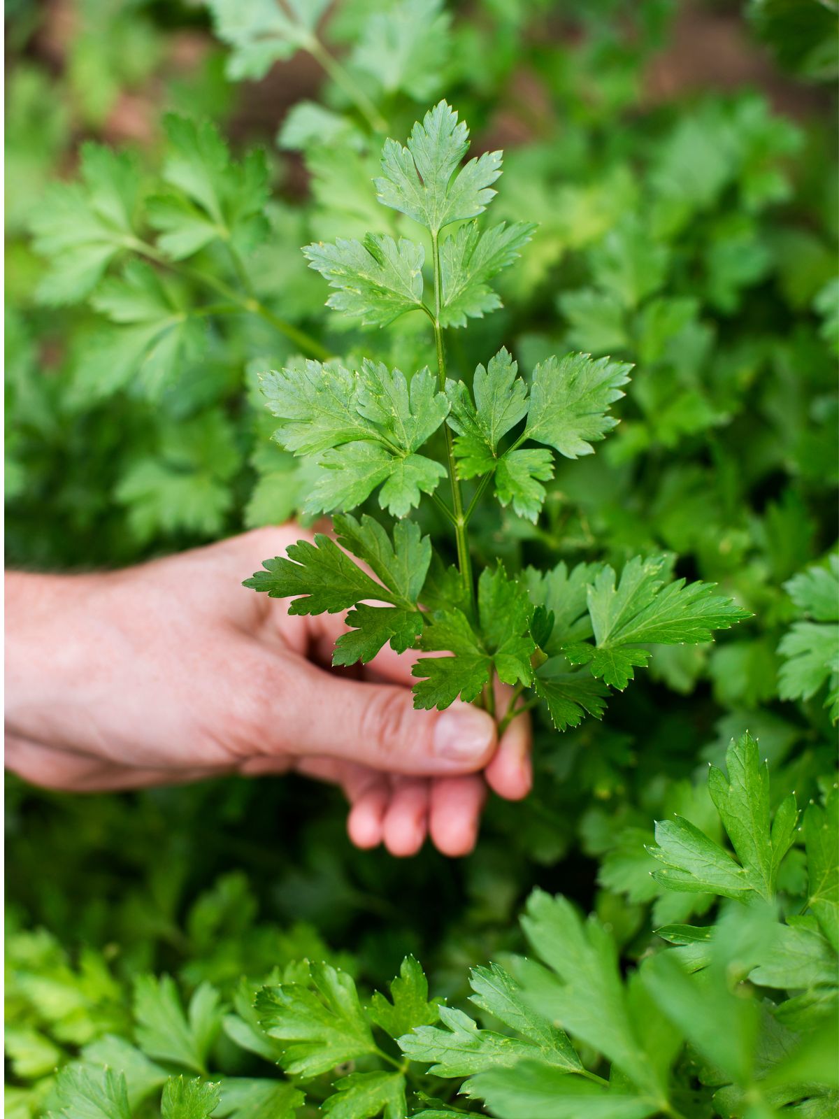 handful of parsley.