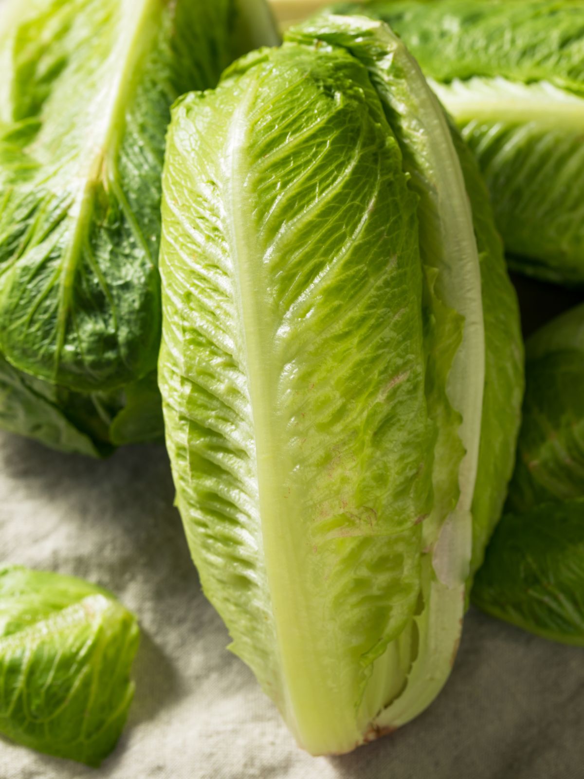 heads of romaine lettuce.